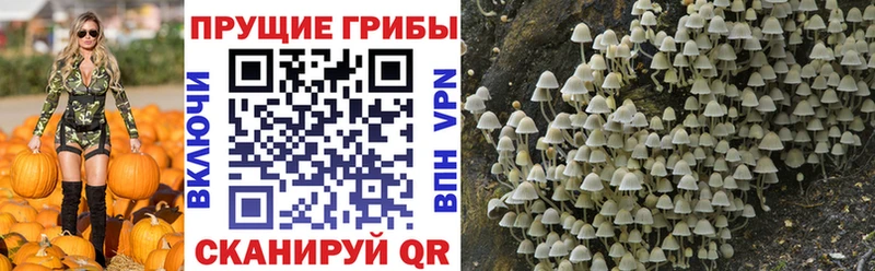 Псилоцибиновые грибы Psilocybine cubensis  как найти   Губкинский 